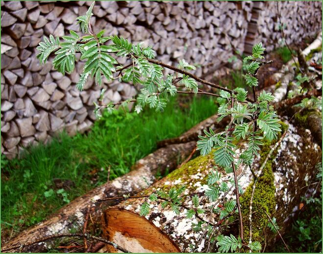 . . . am Holzplatz . . .