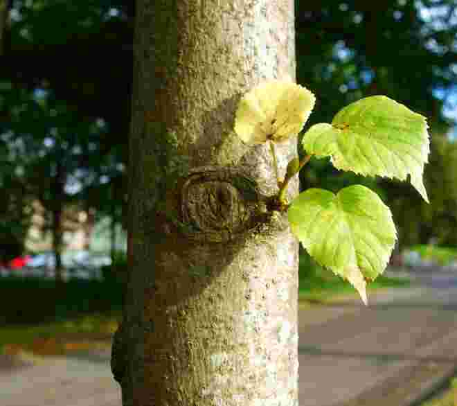 . . .  ein Lindenstamm . . .