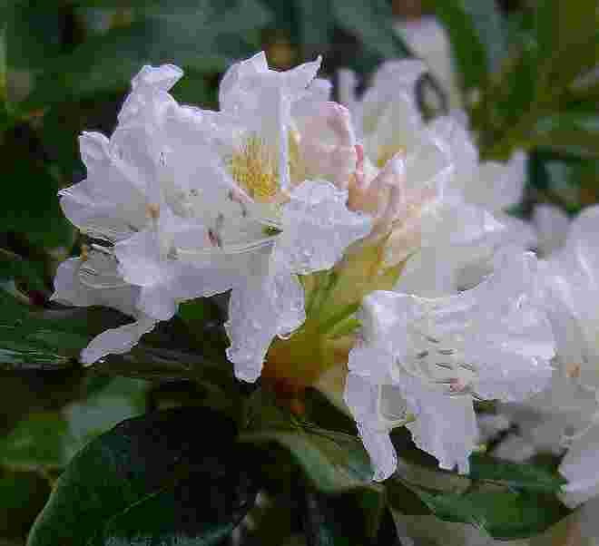 Am Zaun im Regen