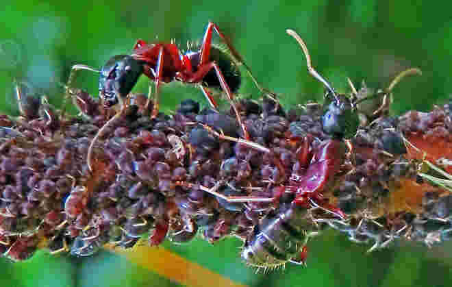 Symbiose in der Natur zwischen Ameisen und Blattläusen