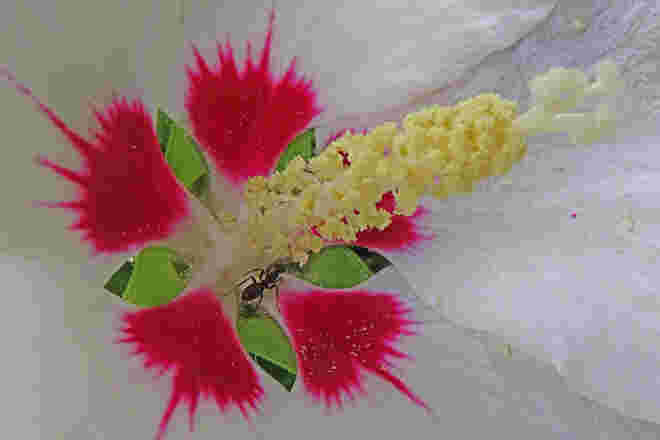 Ameise im Inneren einer Hibiscusblüte