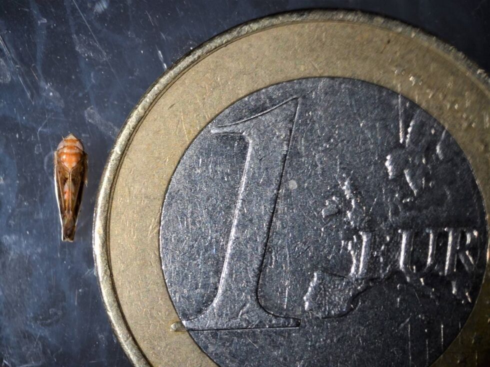 Ameriška rebzikada ogroža avstrijske vinograde