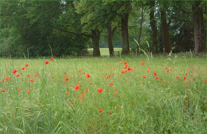 Leuchtpunkte an der Allee