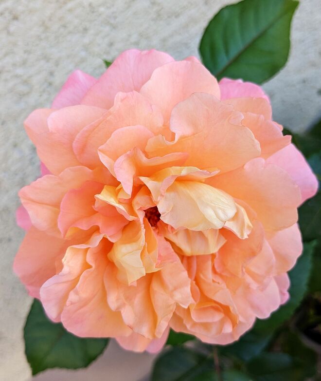 . . . . wen erfreut sie nicht ?? . . . .