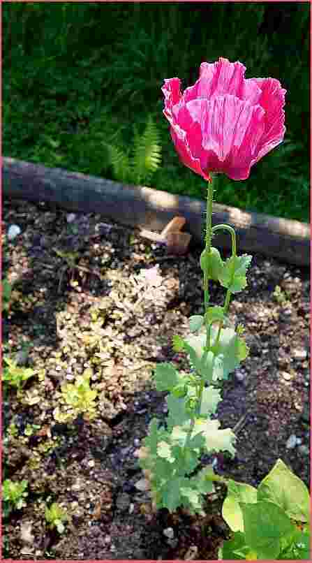 Ein anderes Rot