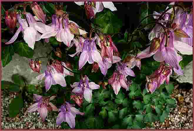 Farbvariation der Gartenakeleien