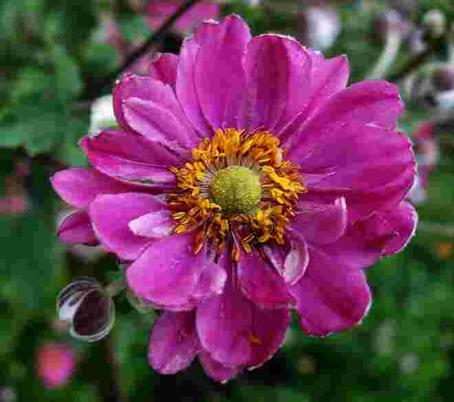. . . auch eine Herbstanemone . . .