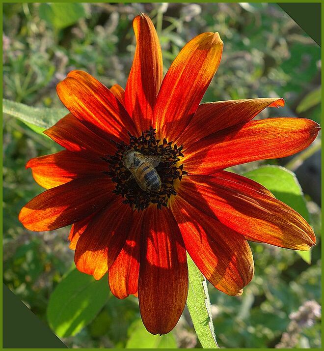 . . . auch kupferrot . . . 