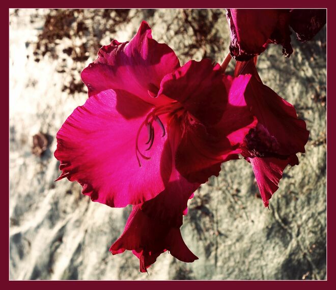 . . . auch sie sprang noch aus der Knospe . . . 