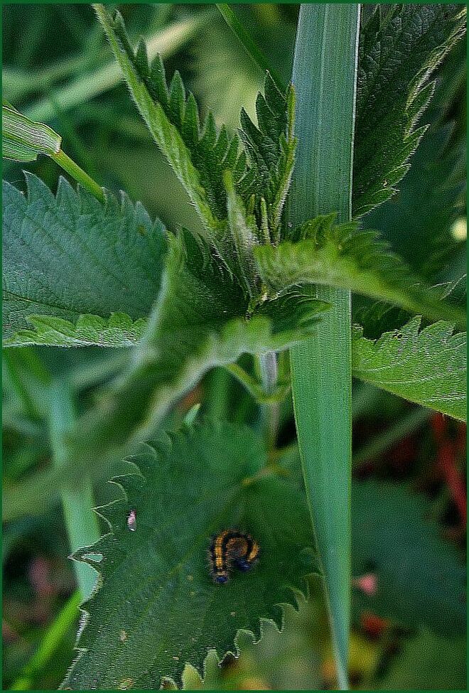 . . . auf einer Brennnessel