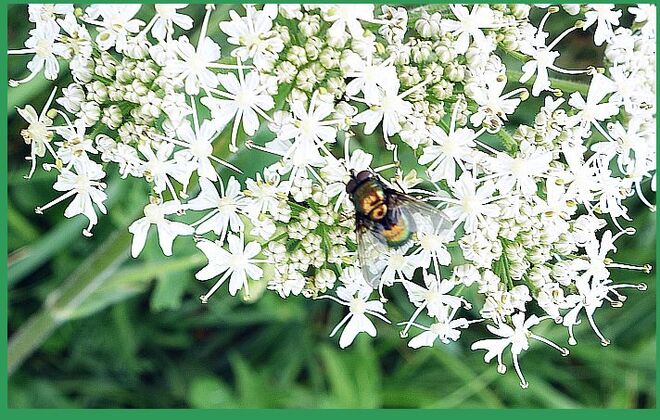 . . .  auf einer Blütenklöppelspitze