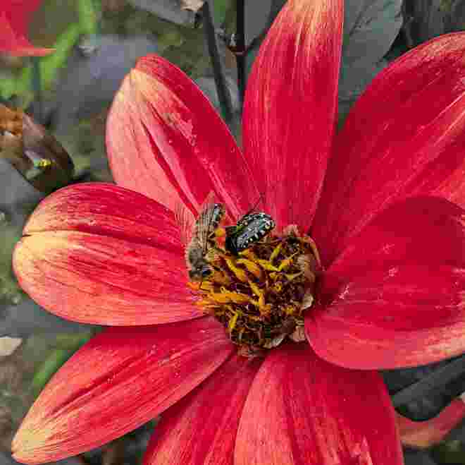. . . auf einer Dahlienblüte . . .