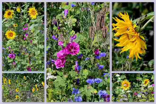 Blüten am Feldrand
