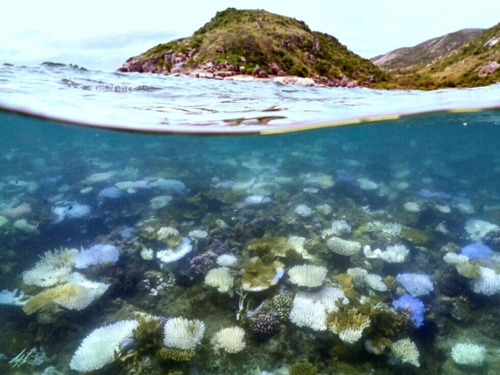 Rekordno bledenje koral na Velikem koralnem grebenu zaradi podnebnih sprememb