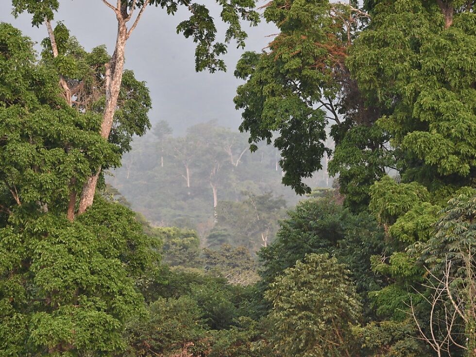 Australiens Regenwälder funktionieren nicht mehr als CO2-Speicher