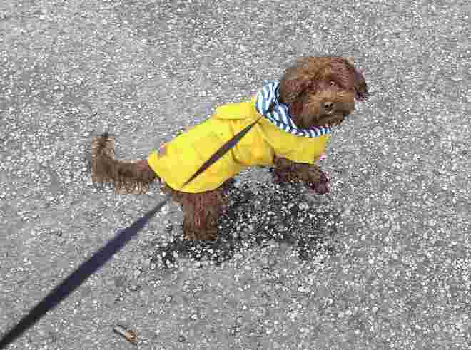 Hundewetter