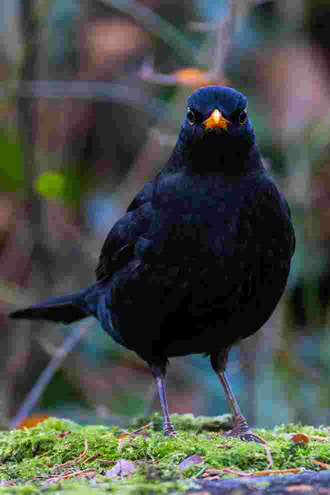 Amsel
