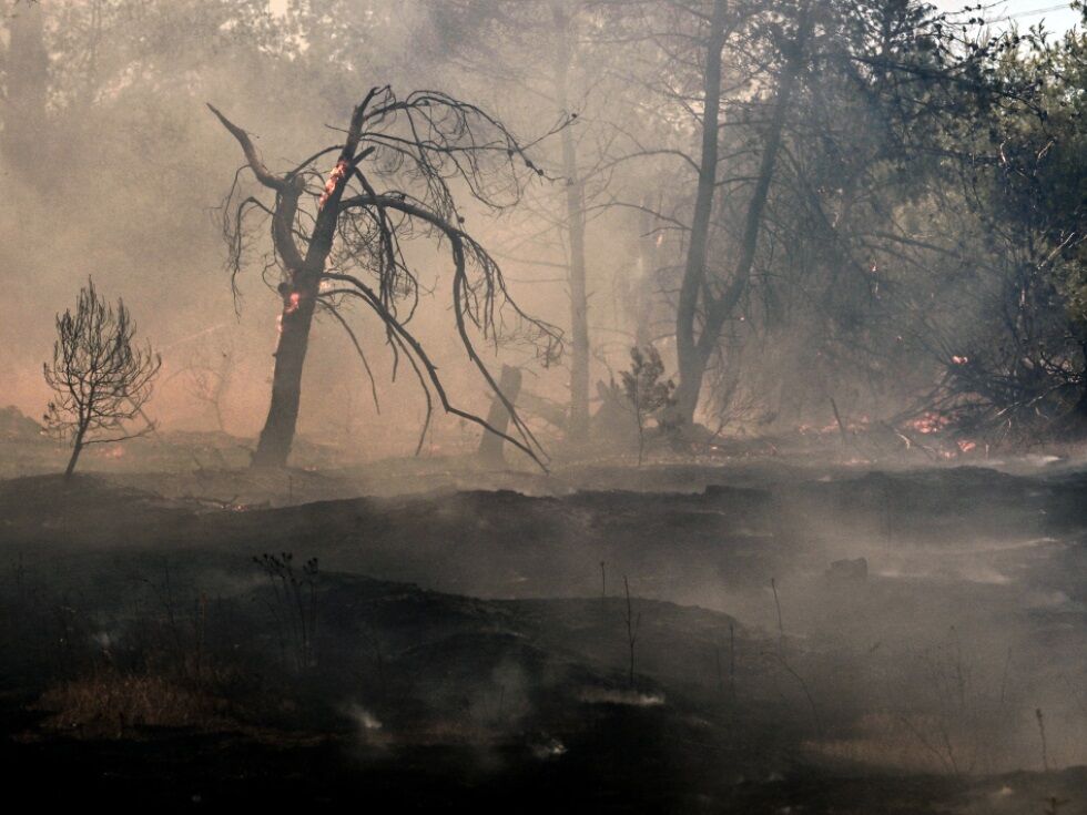 Schwere Waldbrände auf Sardinien: Touristen fliehen vor Flammen am Strand