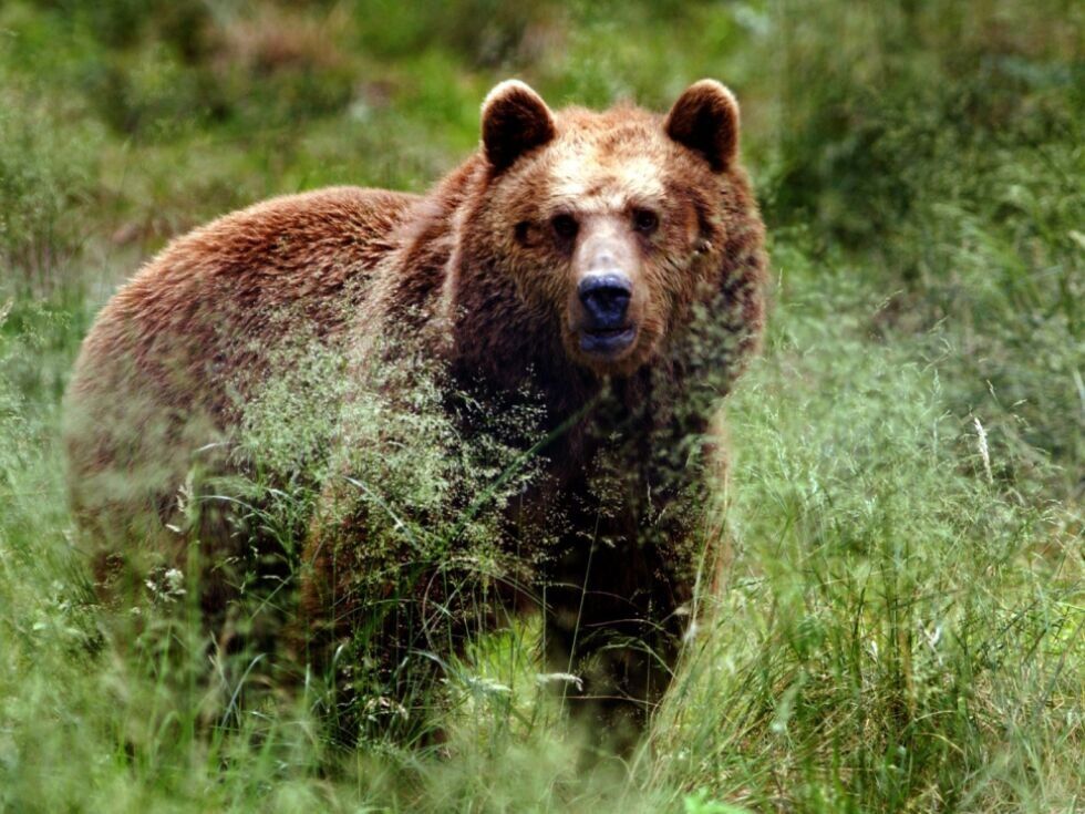 Bär dürfte Pony in Tirol gerissen haben