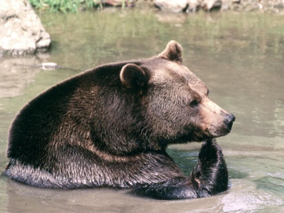 Bär dürfte zwei Esel in Tirol gerissen haben