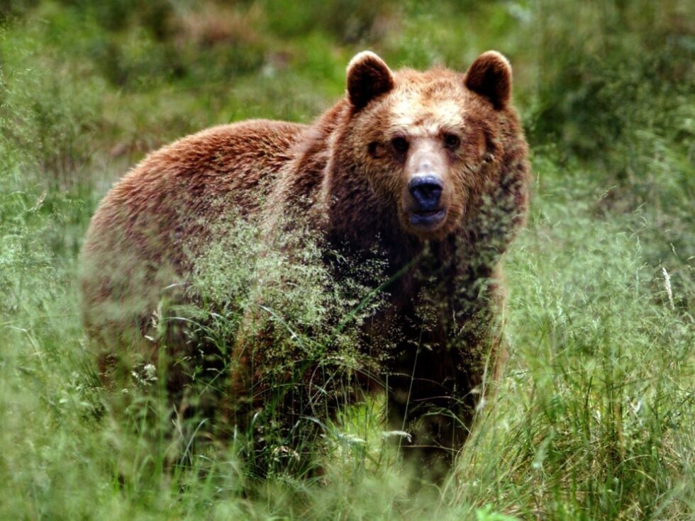Bär geht in Osttirol um