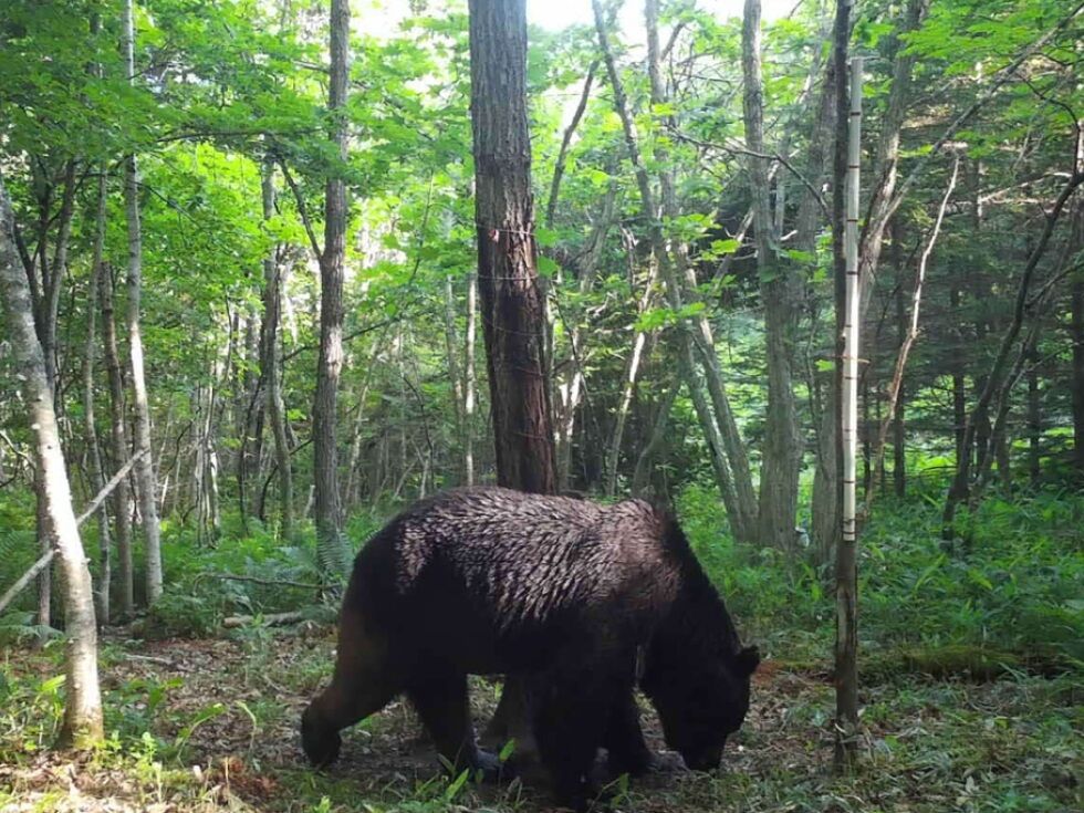 Na Japonskem medved napadel žensko pred domom za ostarele