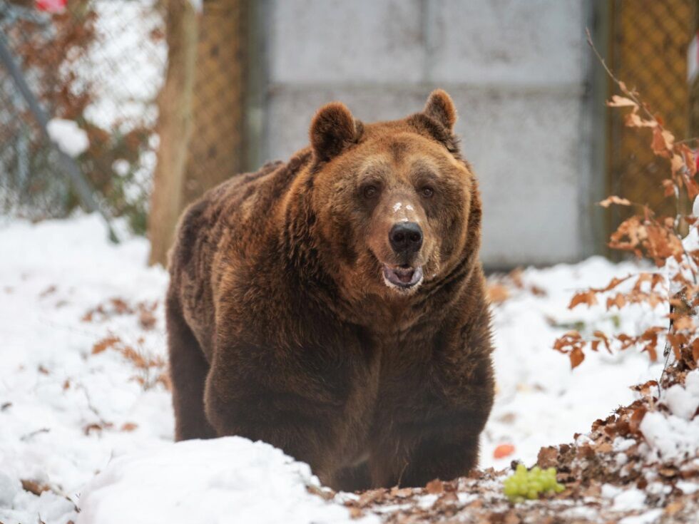 Bärenwald Arbesbach žaluje za medvedom Markom, nekdanjim albanskim restavracijskim medvedom