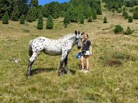 Bartholomä-Rösslmarkt am 24. August: Salzburgs Norikerzüchter läuten wieder die Verkaufssaison ein