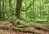 Baum-Migration hilft im Kampf gegen den Klimawandel