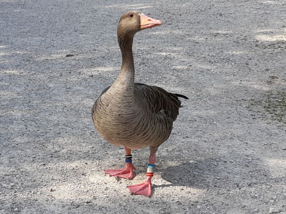 Raziskava v Avstriji razkriva, da imajo pogumne, a ne dominantne gosi največ privržencev