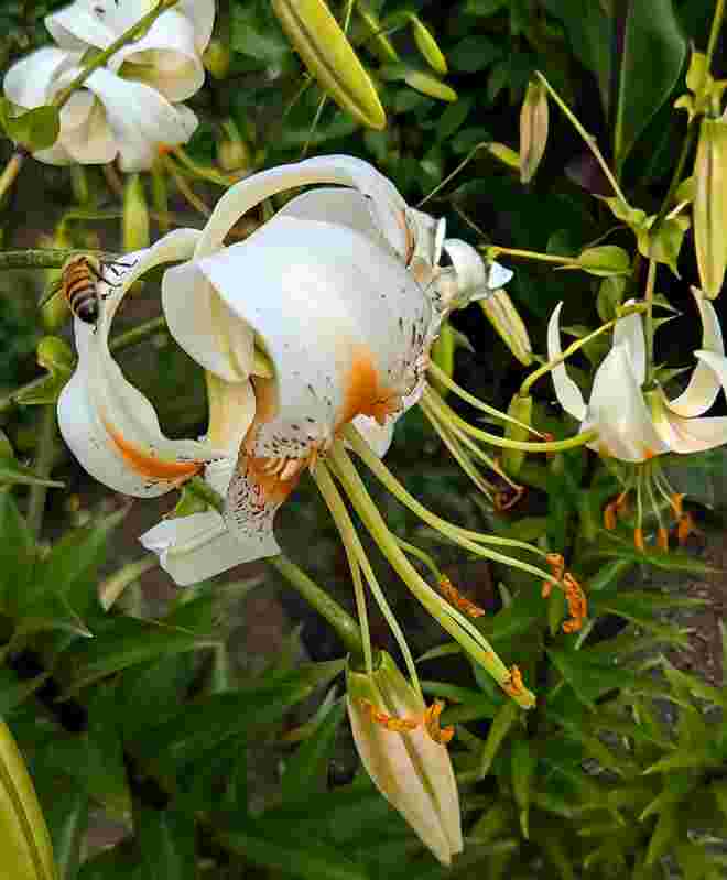 . . . bei den Lilien . . . 