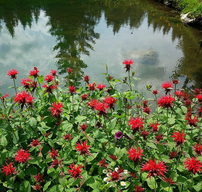 . . . beim Blumenteich . . . 