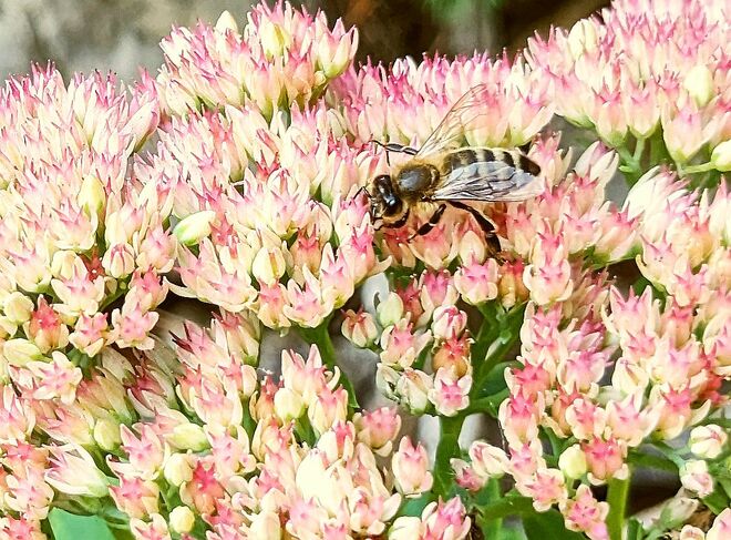 . . .  leicht wie ein Frühlingsbienlein . . . 