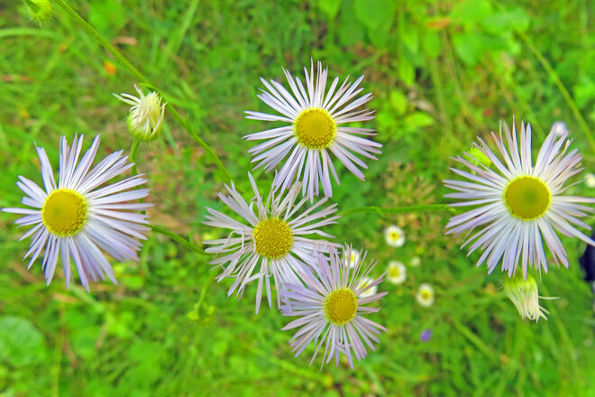 Berufkraut bzw. Feinstrahl