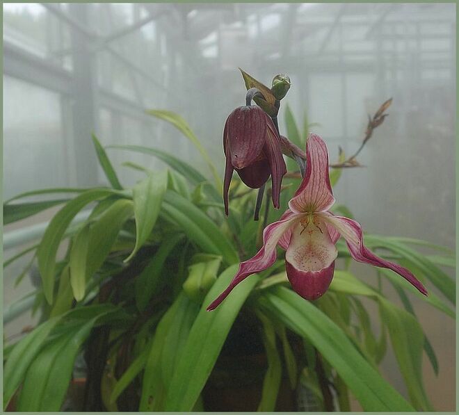 Ein besonderer Frauenschuh