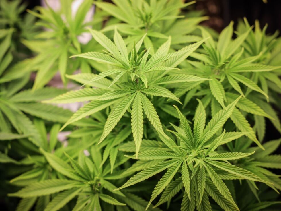 Betreiber einer Cannabis-Plantage neben Friedhof verurteilt