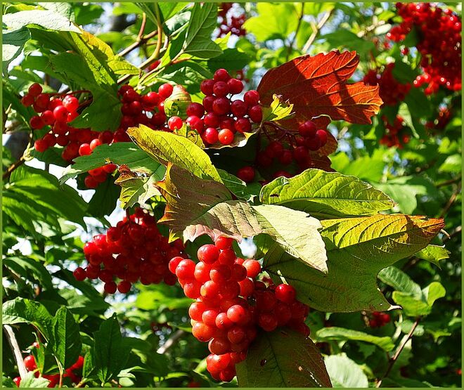 . . . bevor die Vögel auf den Geschmack kommen 