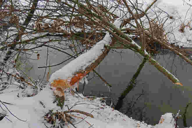 "Biber-Winterarbeit"