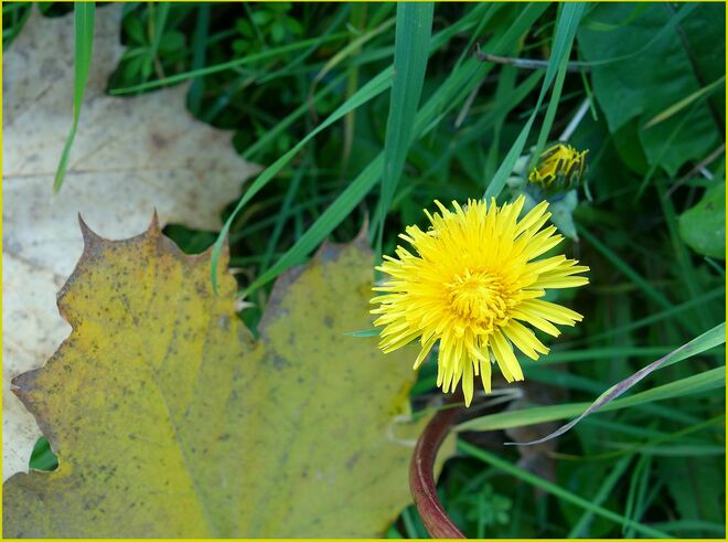 . . . mein Gelb leuchtet heller . . . 