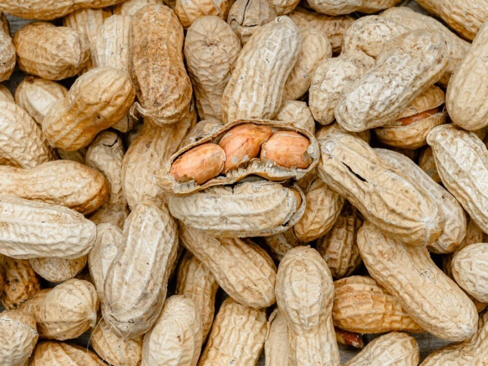 Bluttest soll Wirksamkeit von Erdnuss-Therapie vorhersagen