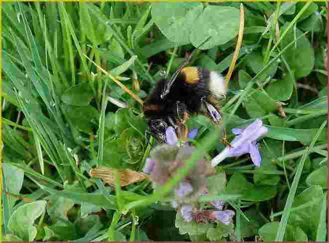 . . .  auf kleiner Günselblüte