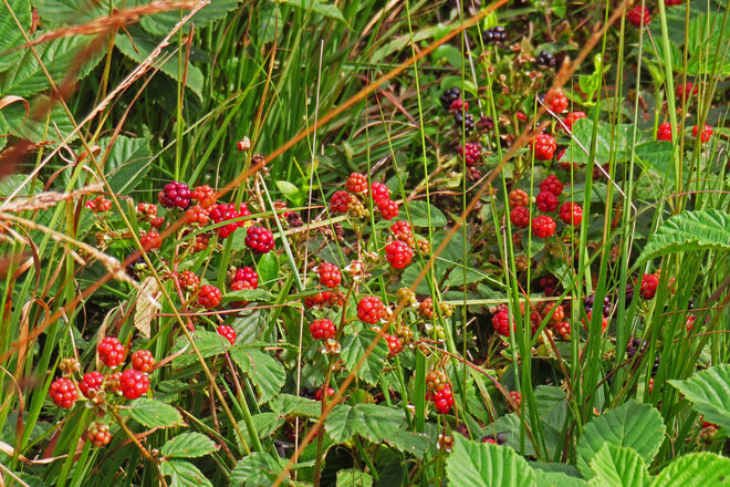 Brombeeren - "Kratzbeeren"
