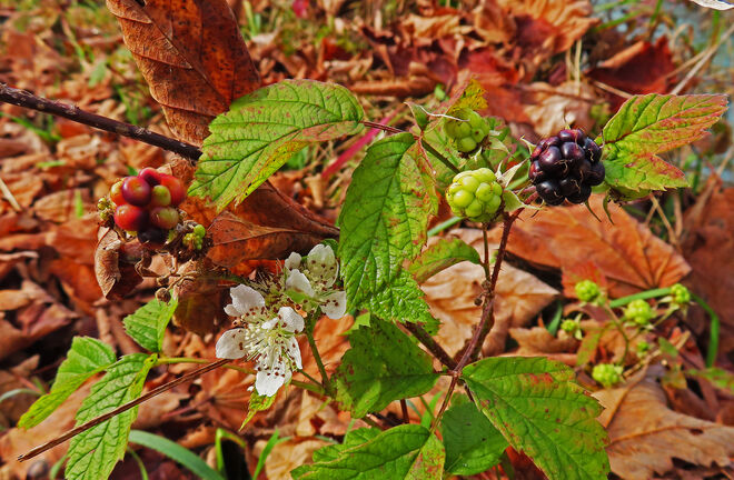 Brombeeren gleichzeitig Blüte und Reife