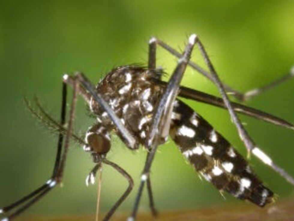 WHO opozarja na globalno grožnjo virusa Chikungunya