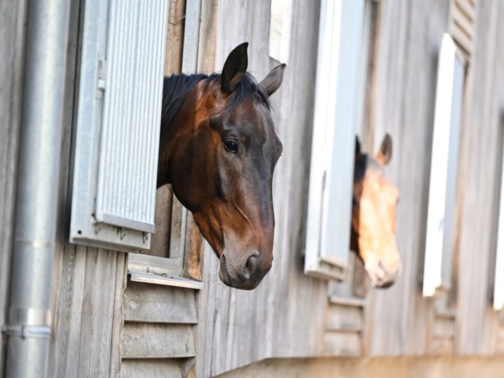 Dänischer Zoo wirbt um "Haustierspenden" als Raubtierfutter