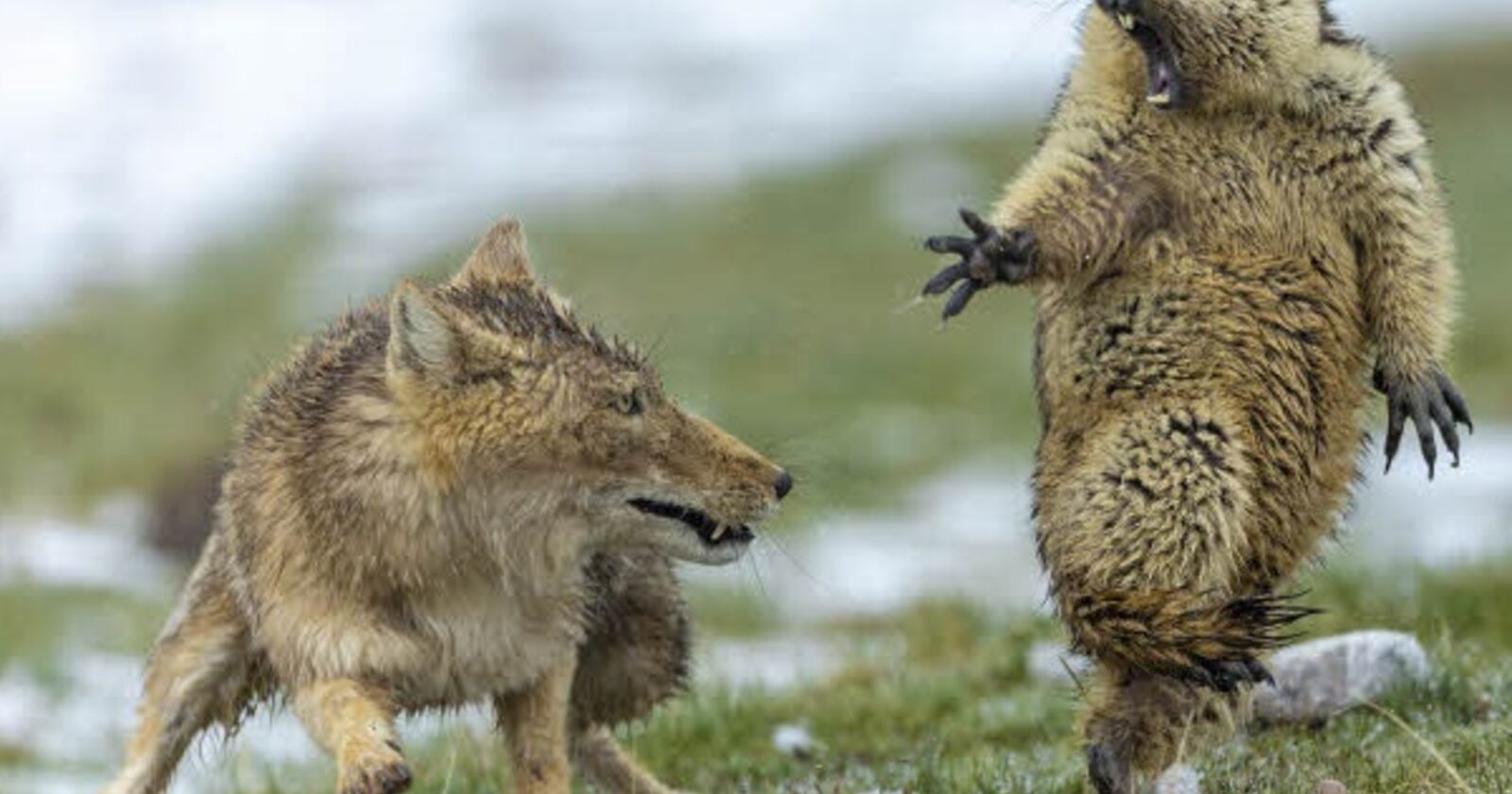 Das sind die besten Tierfotos des Jahres SN.at