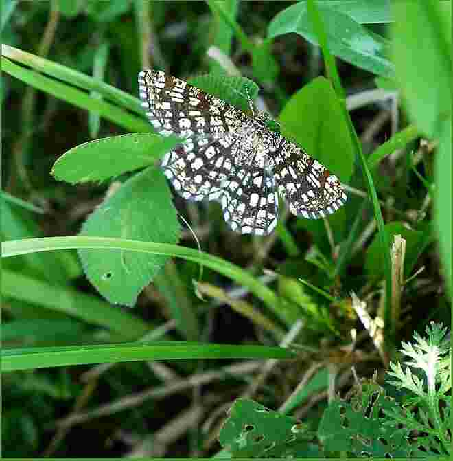 Kleinschmetterling in ungedüngten Wiesenbereichen