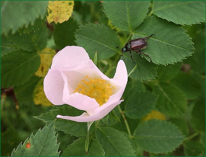 Der Nichtfreund naht . . . 