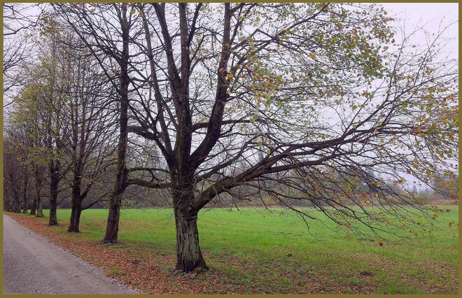 . . . mit den letzten Blättern spielt der Wind noch . . . 