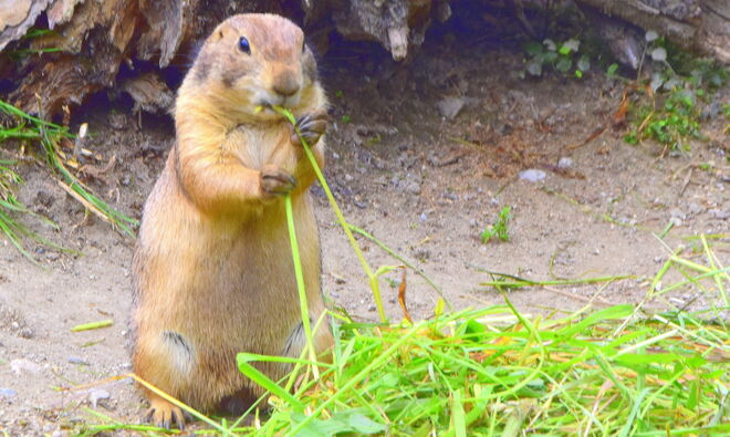 " DER ERFINDER DES STROHHALMS "